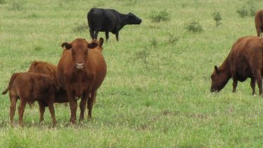 Advertencia de especialistas sobre forrajes frescos en verano