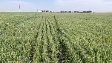 Los pronósticos meteorológicos sugieren algunas esperanzas de alivio en el corto plazo, graficó la Bolsa de Comercio de Rosario.