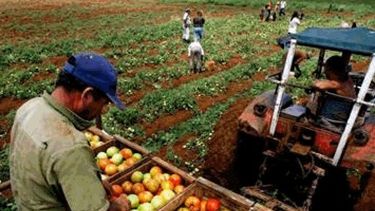Para la FAO, la alimentación global "está en riesgo"