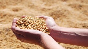 Pérdida de alimentos en cadenas cerealeras llegan a 8 millones de toneladas