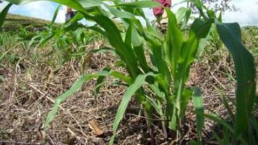 Empiezan a llegar las compensaciones para agricultores