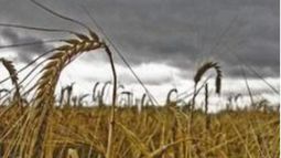 La producción de granos en la Unión Europea subirá 5,6 por ciento en 2013/14