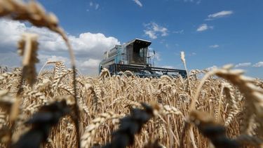 La cosecha fina ocupará en 2,41 millones de hectáreas en la zona pampeana