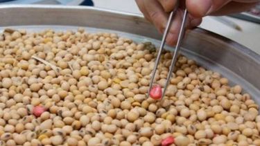 Aprueban la liberación condicionada de soja resistente a insectos y herbicida