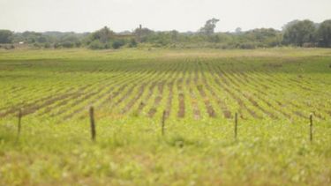 Registran un estancamiento en el mercado inmobiliario rural argentino