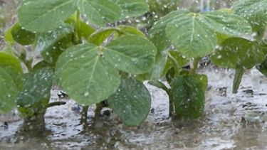 Revelan los problemas endémicos de la zona núcleo productiva