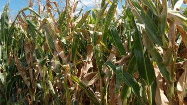 Esperan un avance del 30% para la siembra maíz en la zona núcleo