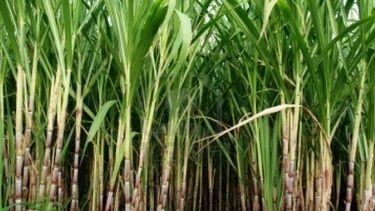 Podría haber una sobreproducción de caña de azúcar