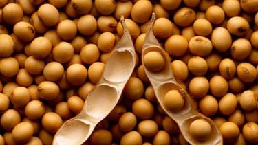 La soja subió a US$ 527 en Chicago