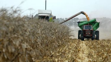 Suman beneficiarios al Programa de Compensación para PYMES de soja y maíz