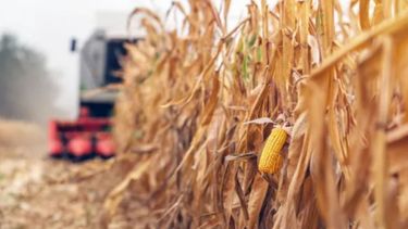 Las cosechas de soja y maíz avanzan con rendimientos bajos