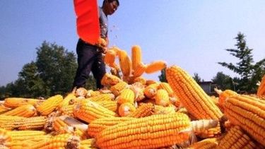 China tendrá la mayor caída de producción de maíz en quince años