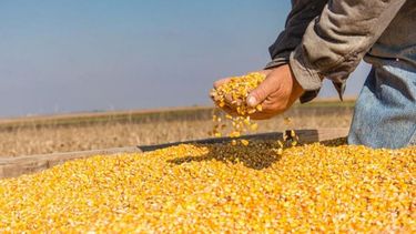 Las exportaciones de maíz y derivados de soja cayeron 10% en junio