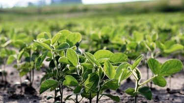 La siembra de soja ingresó en su última etapa