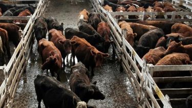 Piden cambios al Gobierno para expandir el negocio ganadero