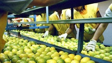 Argentina retomó las exportaciones de limón a Japón