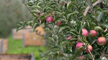 "Los aumentos tarifarios deben contemplar la situación particular de las PYMES"