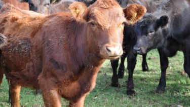 La Gobernación bonaerense simplificó el trámite del Registro Ganadero