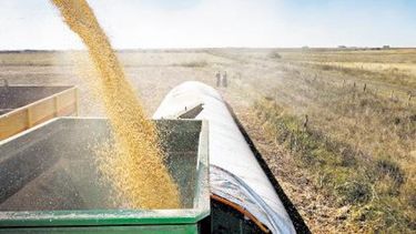 Anticipan que la enorme cosecha de soja de Sudamérica debilitará precios de la harina