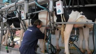 Buscan que se declare la emergencia lechera en Córdoba