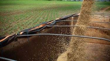 Está en juego el rendimiento de la cosecha de soja para 2024.