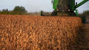 La campaña de soja finalizó con una caída de 39%