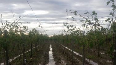 Colocan a Mendoza bajo emergencia agropecuaria hasta 2020