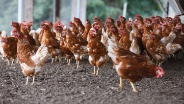El precio minorista del pollo sufrió un aumento interanual de 136% en agosto 2023.