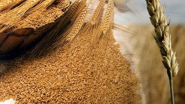 Se profundiza el combate contra la semilla ilegal