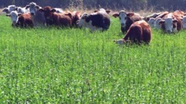 INTA recomienda planificar la alimentación del ganado