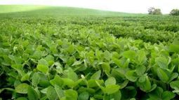 Se mantiene la proyección del área de soja en 19,8 millones de hectáreas