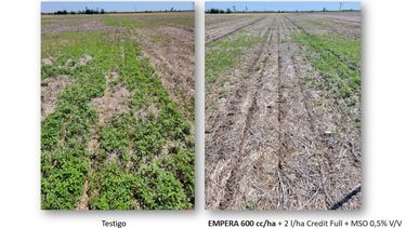 Un químico efectivo para combatir las malezas.