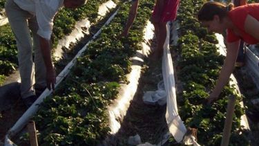 Argentina y Brasil se esfuerzan para apuntalar la agricultura familiar