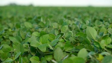 Buenas noticias para la soja de la zona núcleo