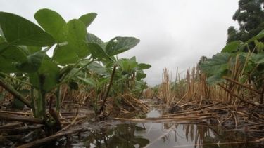 Las lluvias siguen complicando la siembra, cosecha y barbechos