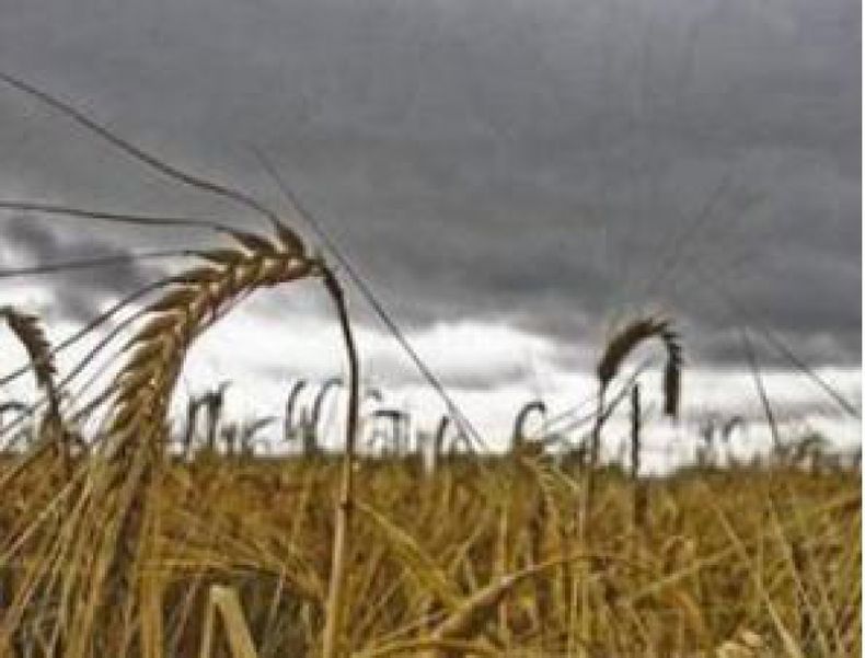 La producción de granos en la Unión Europea subirá 5,6 por ciento en 2013/14