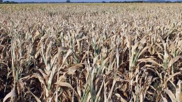 Entre Ríos perdió el 20% de las hectáreas sojeras