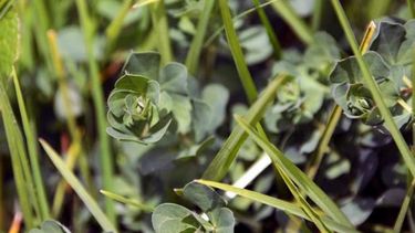 El lotus y el ganado vacuno van de la mano en Argentina