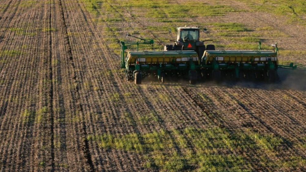 Estiman que el área de trigo podría expandirse casi 10%