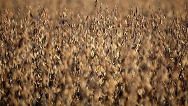 Prevén una merma de 200 mil toneladas de soja en la zona núcleo