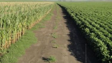 Estiman que la producción de soja llegará a 40 millones de toneladas