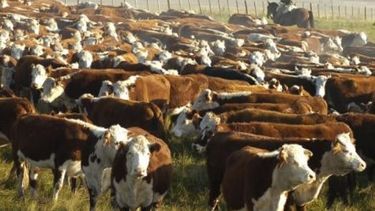 Claves para la planificación fiscal en la empresa ganadera de cría