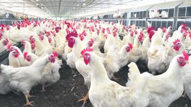 Inscripción al programa de compensaciones para productores avícolas