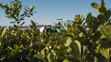 Un producto característico del campo argentino.