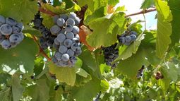 Mendoza es el distrito con mayor producción de uva orgánica