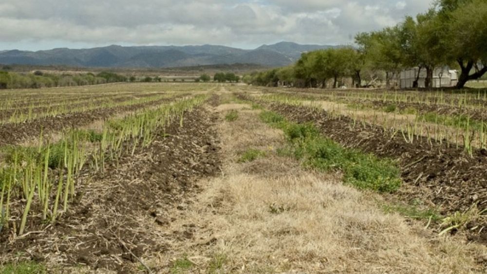 Afirman que 'La Niña' comenzó un proceso de disipación