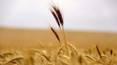 Rebajan la estimación para la cosecha de trigo a 16,8 millones de toneladas