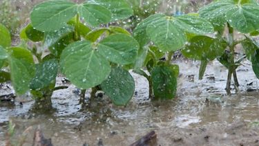 Cultivos de soja a nivel nacional reciben una buena cantidad de agua