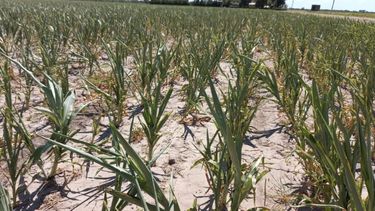 Productores de Santa Fe afectados por la sequía recibirán $1.000 millones