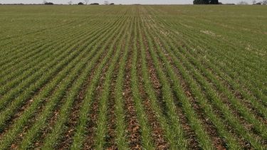 Los agricultores debieron invertir en trigo para contar con financiamiento en el corto plazo.